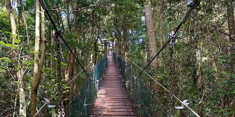 世界遺産ラミントン国立公園・オライリーズ ツリートップウォーク