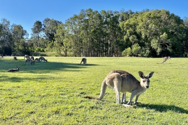 エコサファリでカンガルー・コアラに出会う