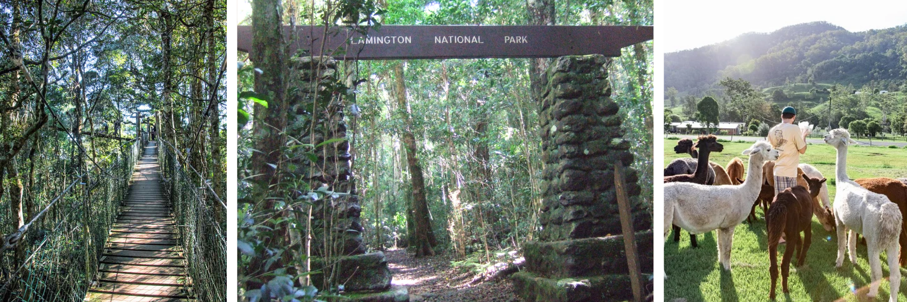 ラミントン国立公園(世界遺産)完全貸切|原生林散策とワイナリーピクニックの1日
